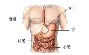 胃的位置图男人图片