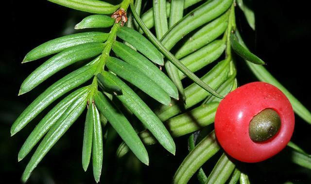 由于紫杉醇的抗肿瘤作用,不少商家制造出红豆杉中药饮片,各大电视