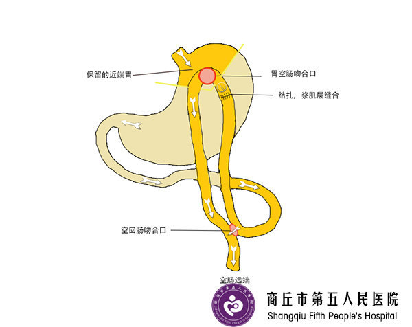 胃的原理是什么_胃左边是什么器官