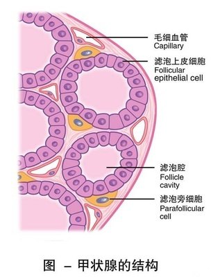 甲状腺癌的细胞来源分为甲状腺滤泡上皮细胞和滤泡旁c细胞.