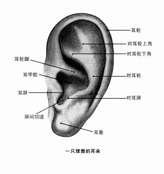 耳廓与耳轮在哪里图图片
