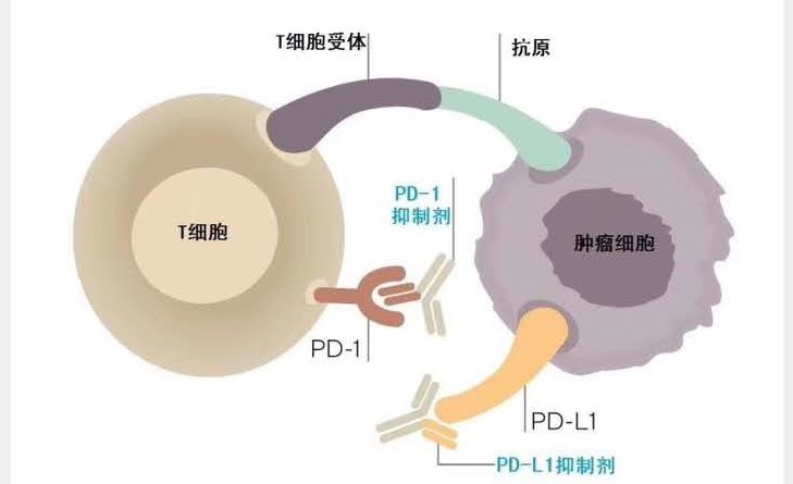 肿瘤的免疫治疗