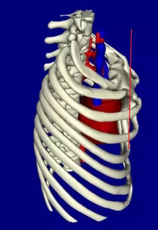 胸骨的位置图片真人图片