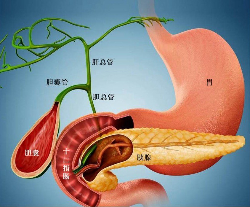 胆管结构解剖图图片