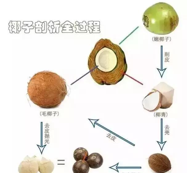 椰青其实就是椰皇,大家都是椰子,只不过是处理的方式不同而已.