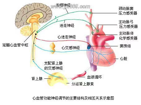 糖尿病心的迷失——谈糖尿病心血管自主神经病变_糖尿病_疾病介绍