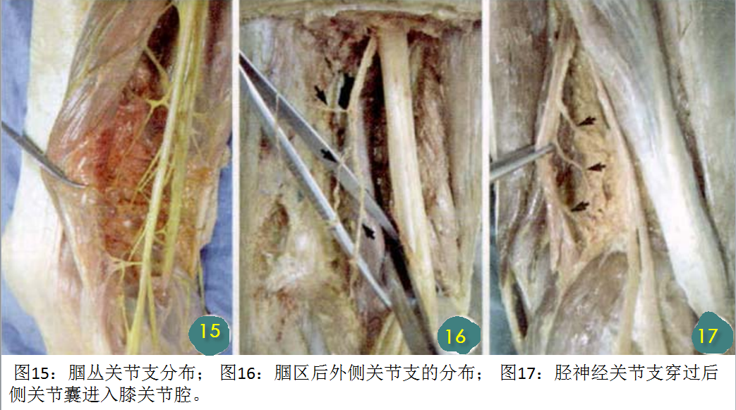 细说膝部神经分布