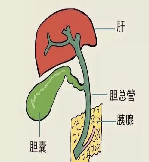 大陆地区胆囊切除术后的饮食调理 胆囊切除术 胆囊切除术