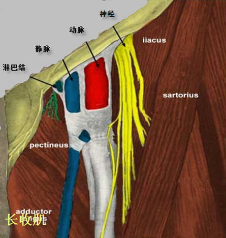 髂筋膜阻滞体表定位图片