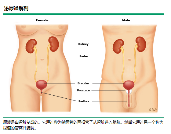 膀胱疼痛综合征 间质性膀胱炎 膀胱炎 疾病介绍 预防 治疗方法