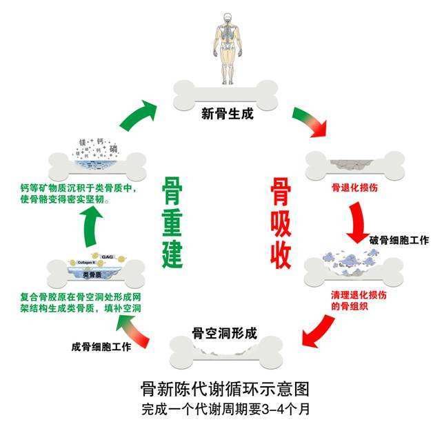 口腔中的骨吸收