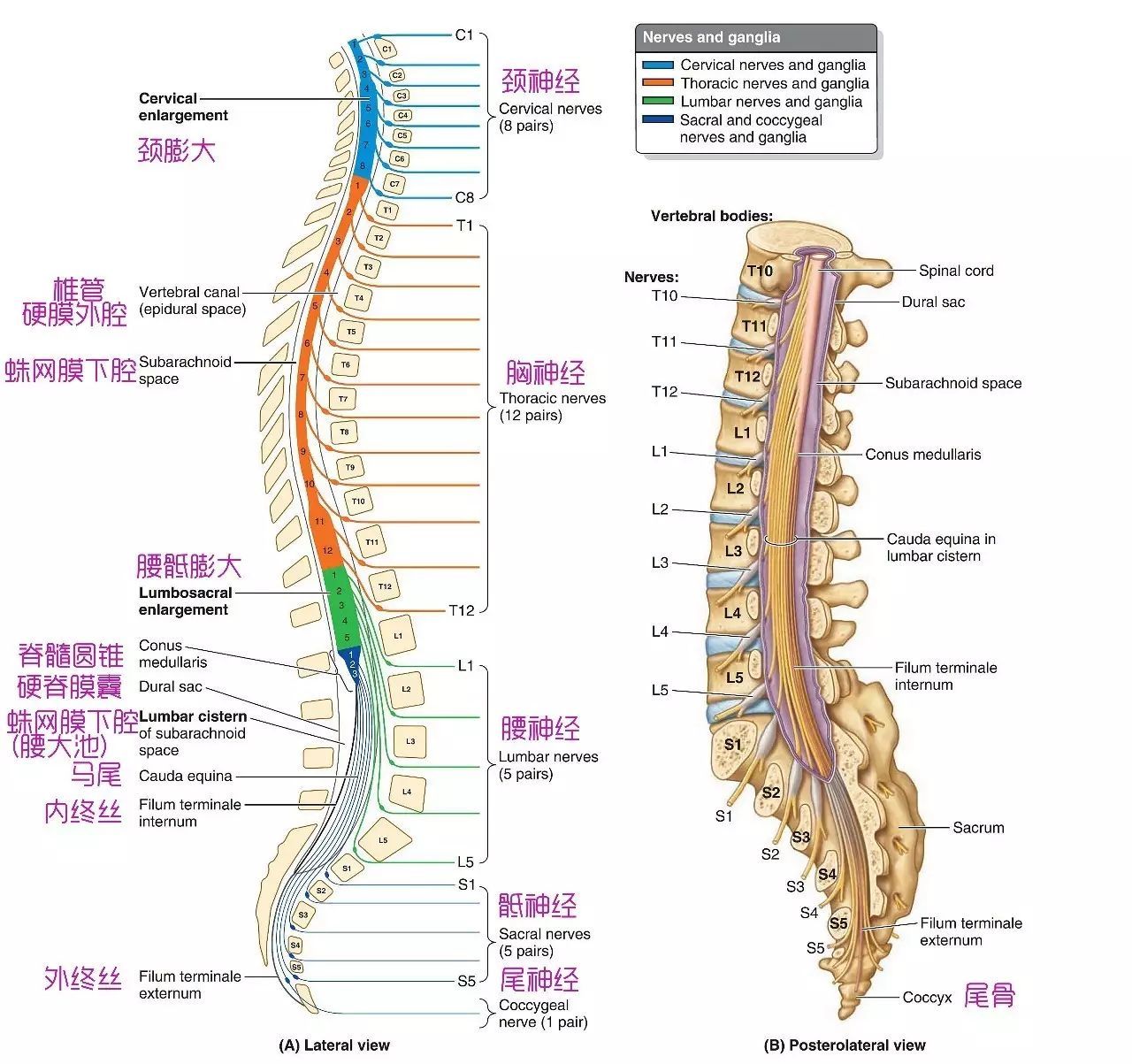脊髓节段.jpg
