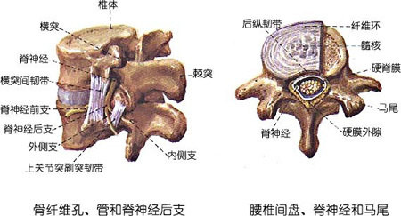(以上图片,取自人体解剖图集,腰椎与骶骨)一,首先,需明确你的腰腿痛