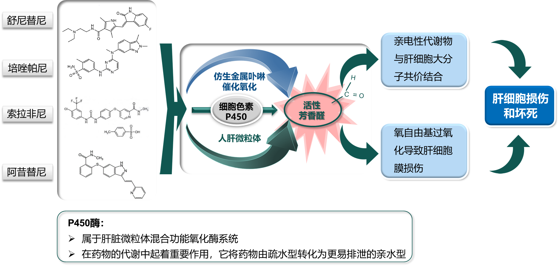 靶向药物不良反应介绍 二 肝功能损伤的预防及处理原则 药物性肝损伤