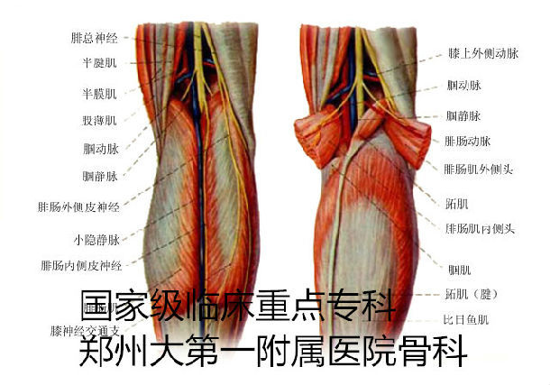 如何避免损伤腓总神经:手术中最重要的是首选要解剖,游离并且保护好腓