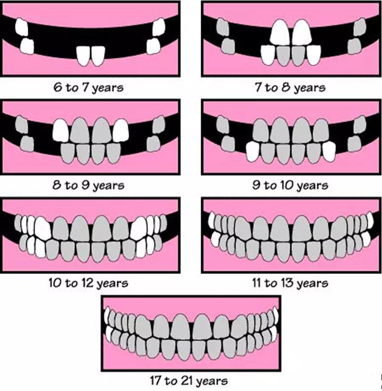 兒童替牙期換牙順序