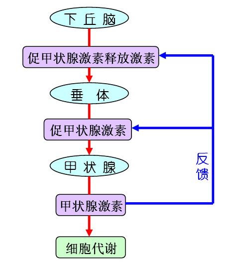 甲状腺调节过程图解图片