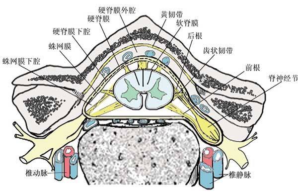 胸椎椎旁阻滞穿刺技术篇