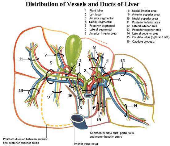 肝臟相關解剖圖譜 (轉載)
