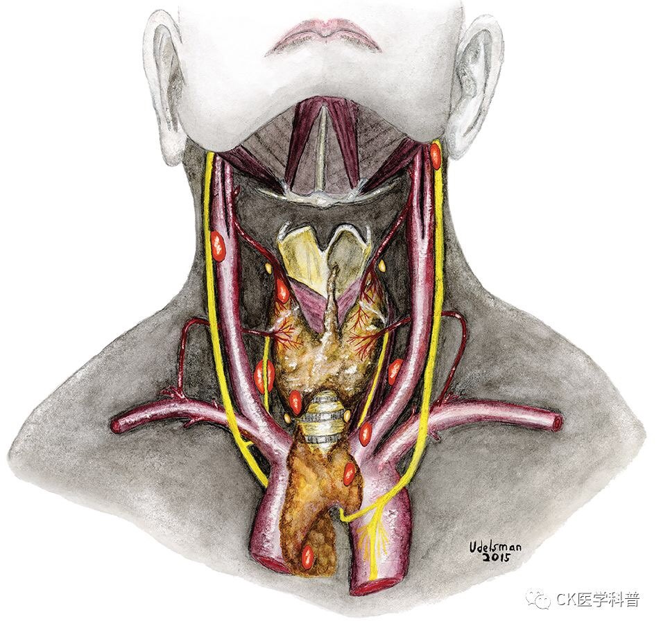 甲状旁腺反射区位置图图片