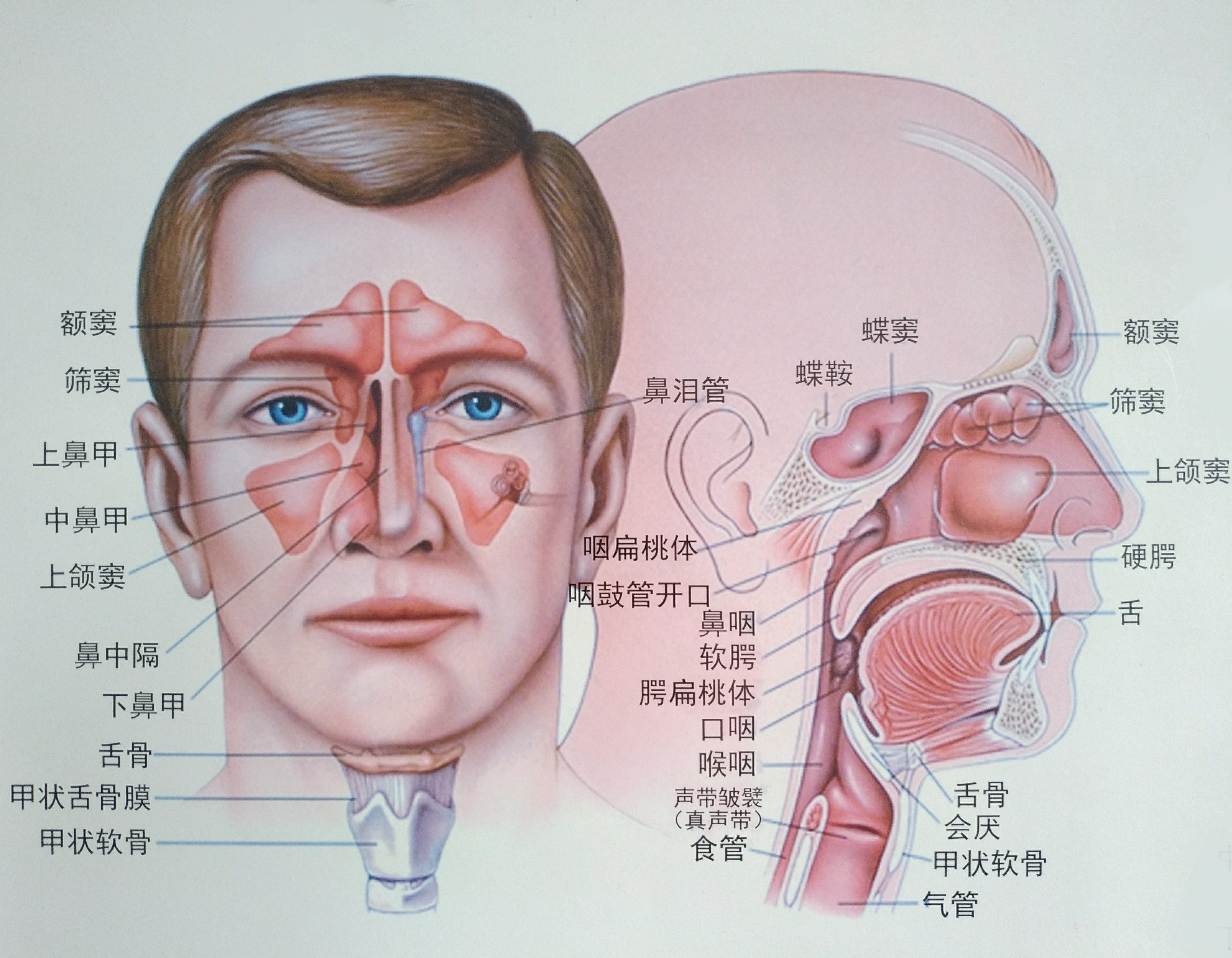 鼻腔的3d结构图-千图网