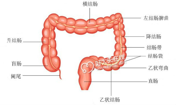 慢性便秘是咋回事 便秘 疾病介绍