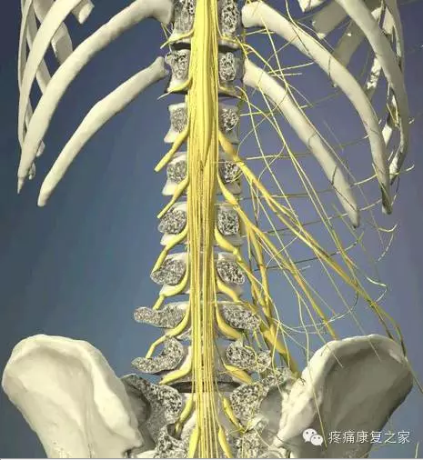 腰椎3d解剖