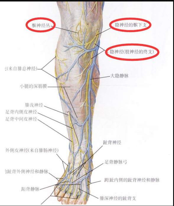 膝痛是哪些神經惹的禍