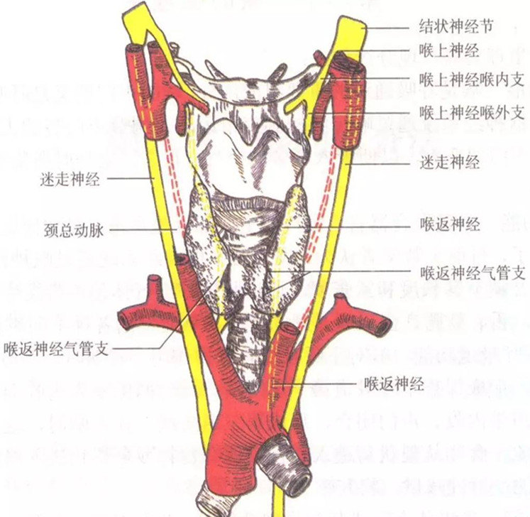 喉返神经示意图_副本.jpg