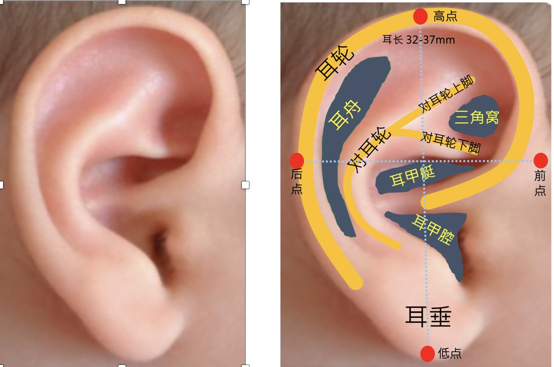耳朵耳屏的准确位置图图片