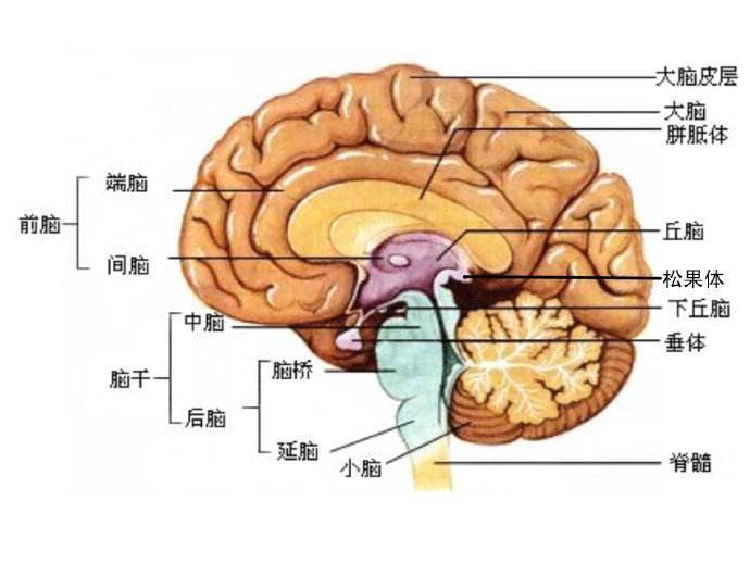丘脑解剖位置图片