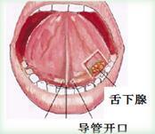 三大唾液腺之一,位于舌头下面主要功能:分泌唾液,通过导管排出于口内