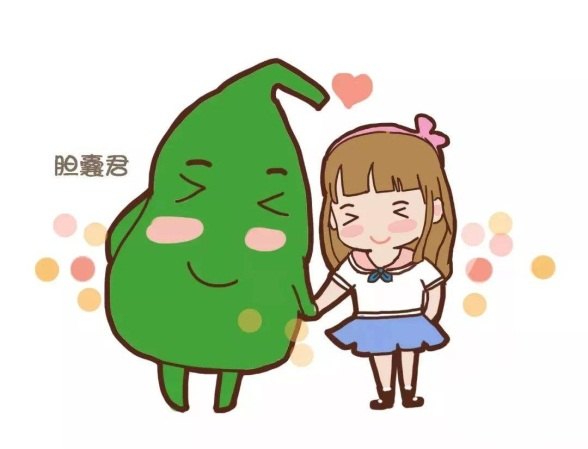 胆囊起始于胚胎3mm长时,由前肠腹侧的膨囊构成,头侧演变成肝,尾芽演