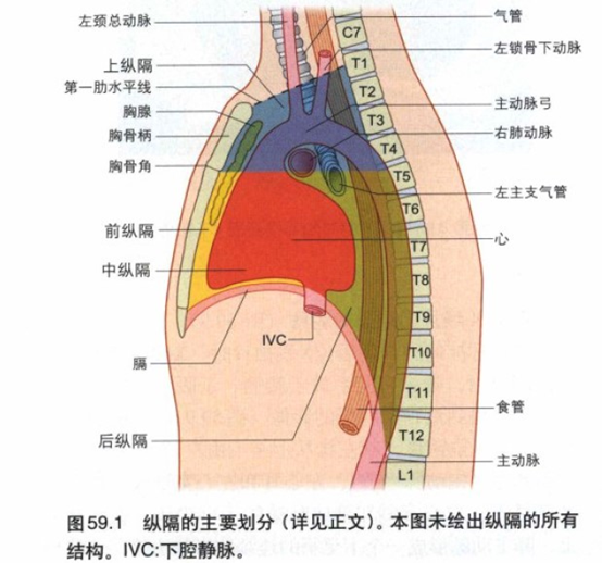 前纵膈解剖位置图片