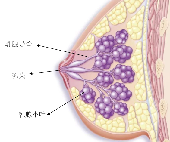 什么叫上皮细胞 v4YBAGasVROAapi0AARyDGzIWDQ315.png?_ms_=b0f3