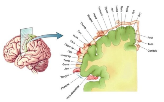 大脑的感觉皮层(sensory cortex)就像一幅人体地图一样.