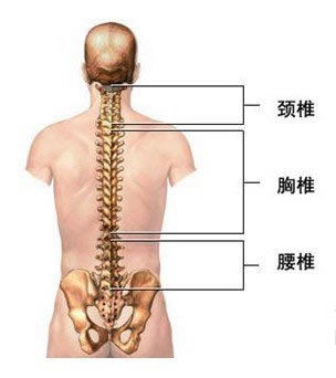 腰椎滑脱是怎么造成的图片