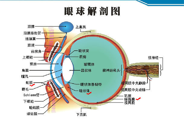 葡萄膜位置图片