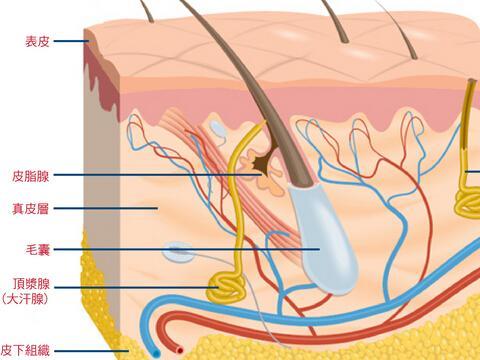 狐臭的遗传 - 好大夫在线