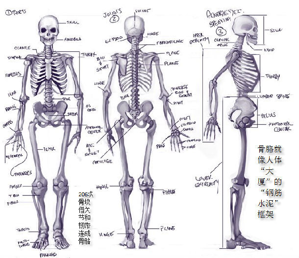 人体形态靠什么支撑