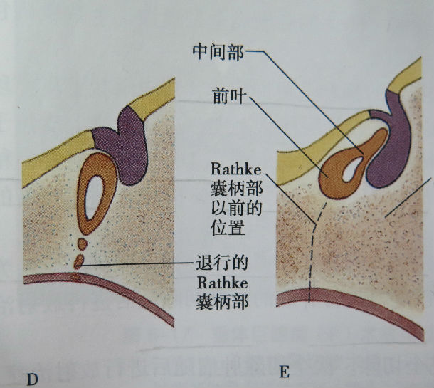 颅咽管解剖位置图图片