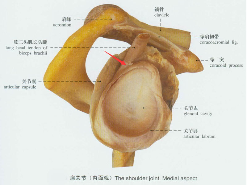 连接肩胛骨和肱骨头,从而形成一个袖状结构,包围在肱骨头和关节盂外面