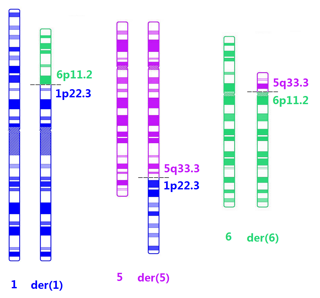 染色体结构畸变简式图片