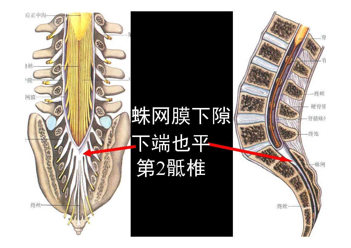 椎旁间隙解剖图片图片