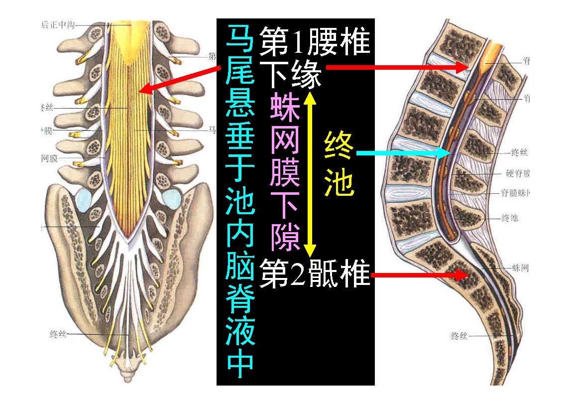 椎旁间隙解剖图片图片