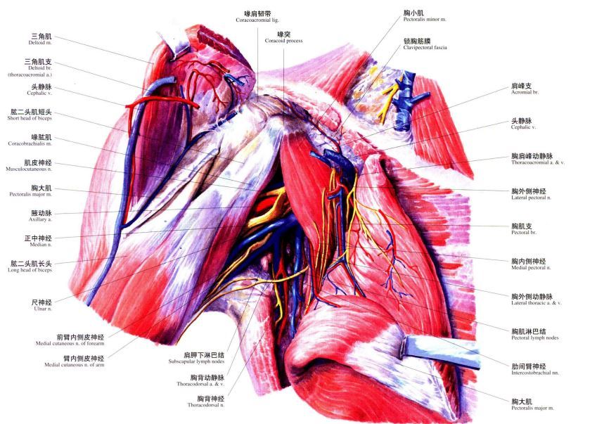 头静脉是肩关节前侧入路的一个重要手术标志,又是追寻腋血管的一个