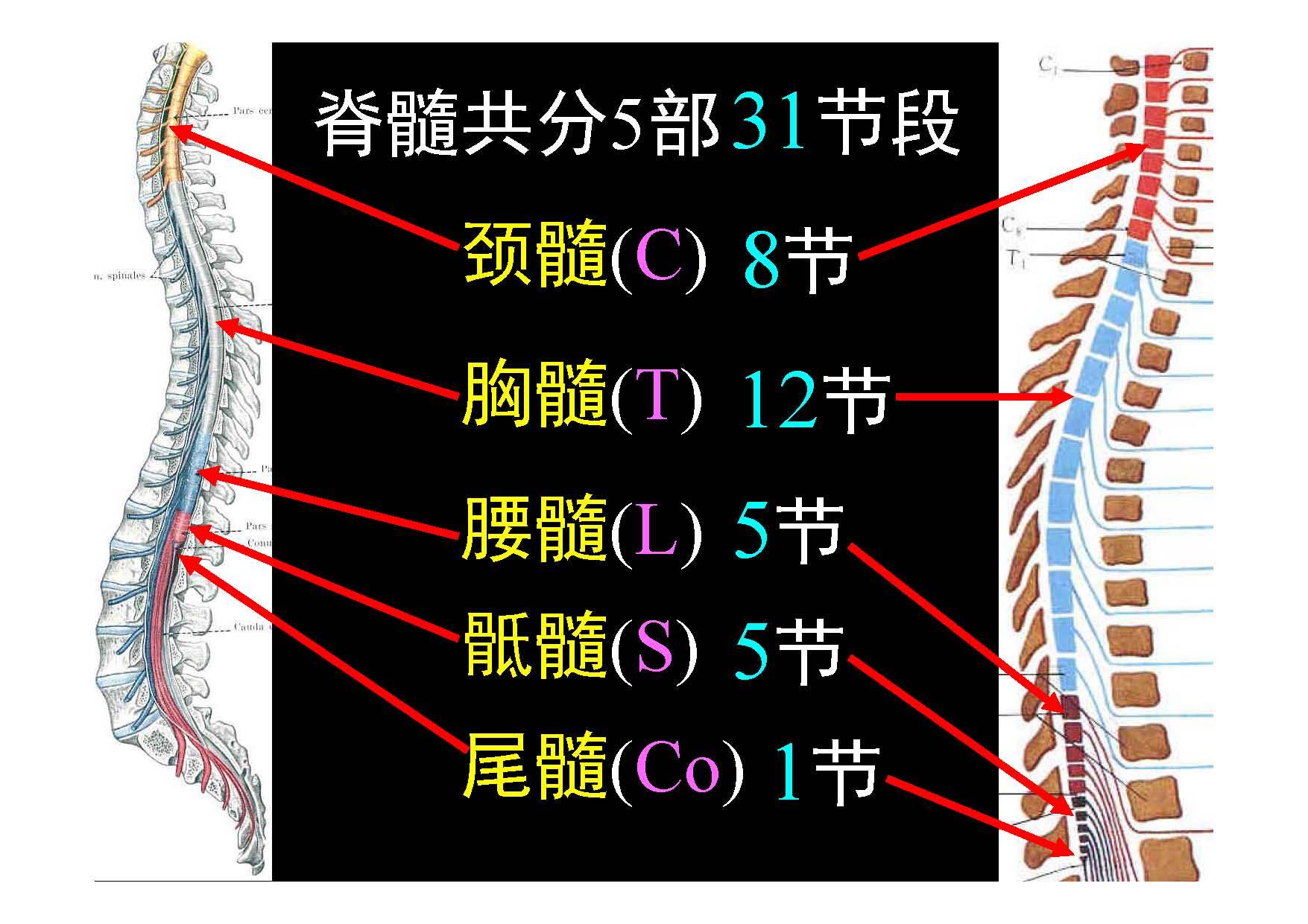 脊椎源性疼痛解剖椎管內容物