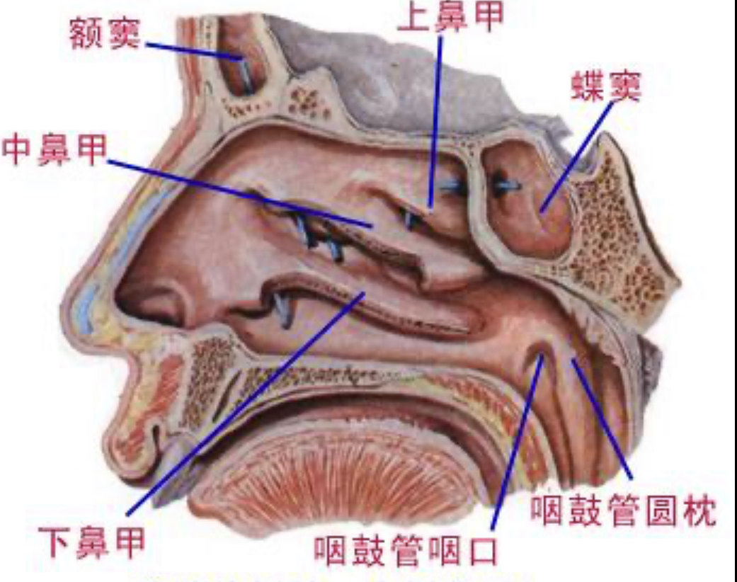 从以上简图,即可看到鼻腔(鼻窦)的复杂结构