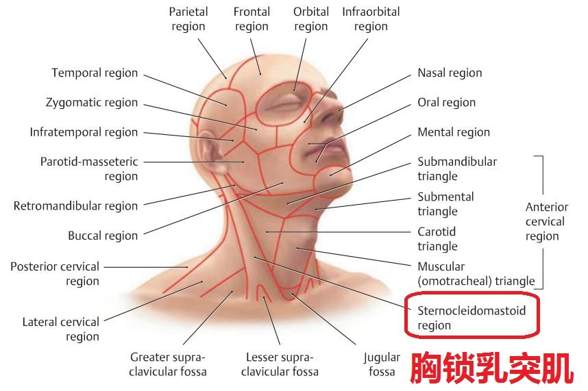 锁骨周围主要有哪些肌肉韧带附着周围有哪些血管神经引起斜颈的胸锁