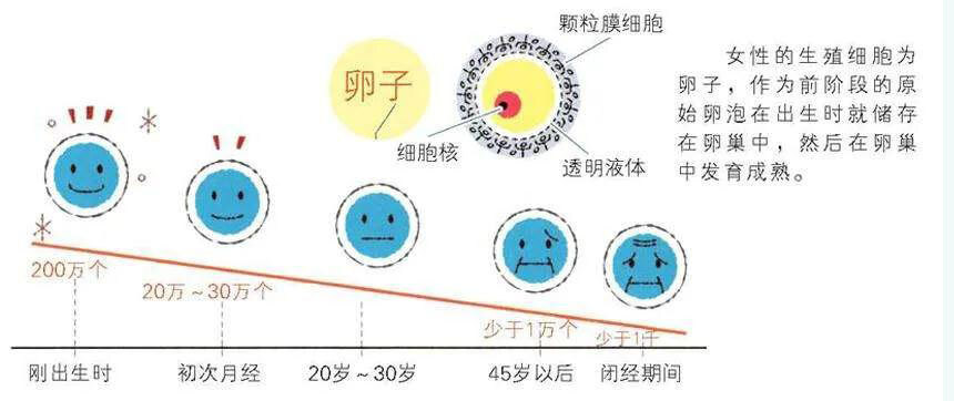 卵巢萎缩应该怎么做试管婴儿呢(卵巢萎缩应该怎么做试管婴儿呢图片)-第2张图片-鲸幼网